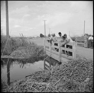 Tule Lake Relocation Center, Newell, California. During the noon hour, evacuee farm workers fish fo . . . - NARA - 538328