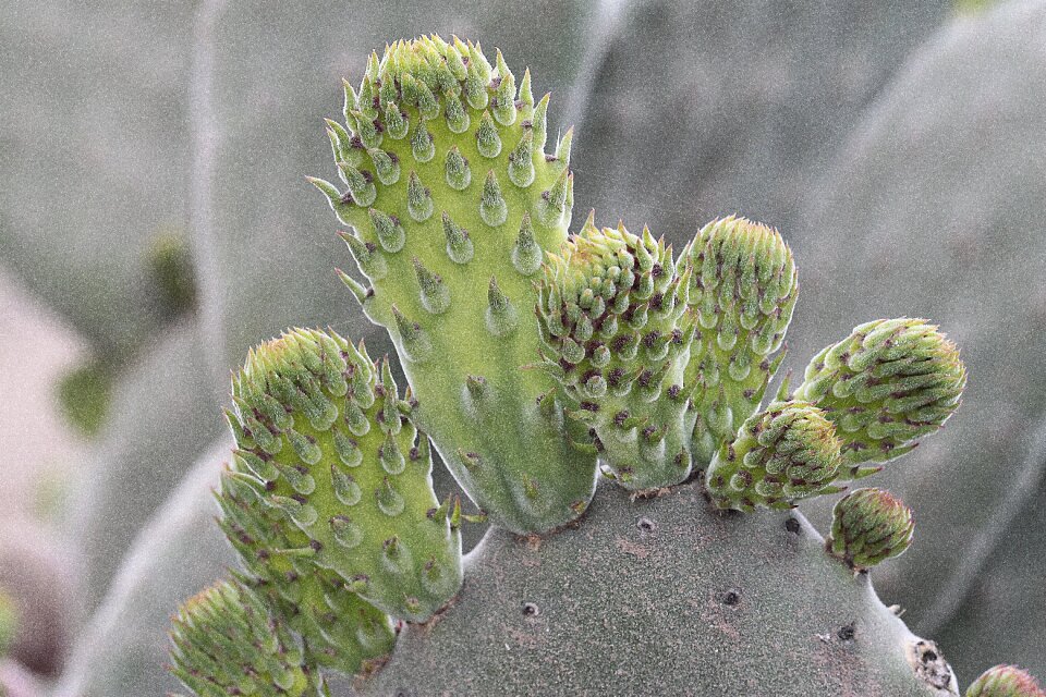 Thorny sewing needle opuntia