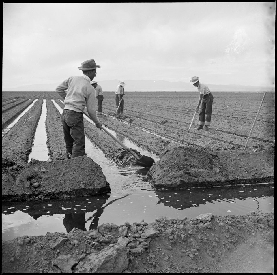 Tule Lake Relocation Center, Newell, California. Evacuee farm hands irrigate the crops at the farm . . . - NARA - 538320
