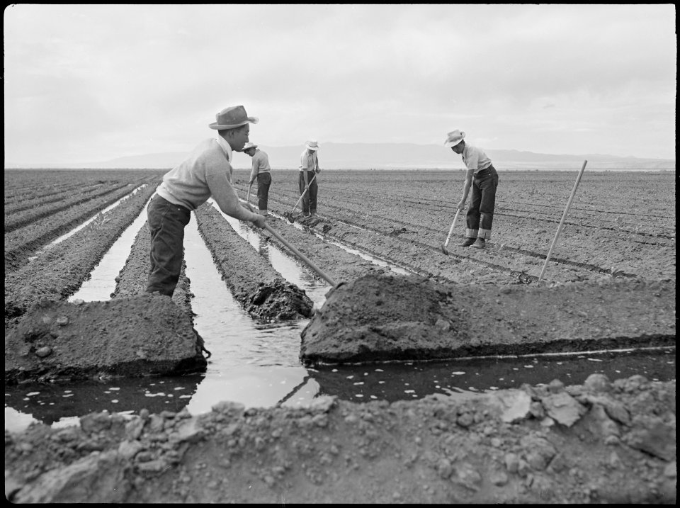 Tule Lake Relocation Center, Newell, California. Evacuee farm hands irrigate the crops at the farm . . . - NARA - 538390