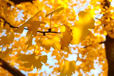 Autumn yellow ginkgo tree
