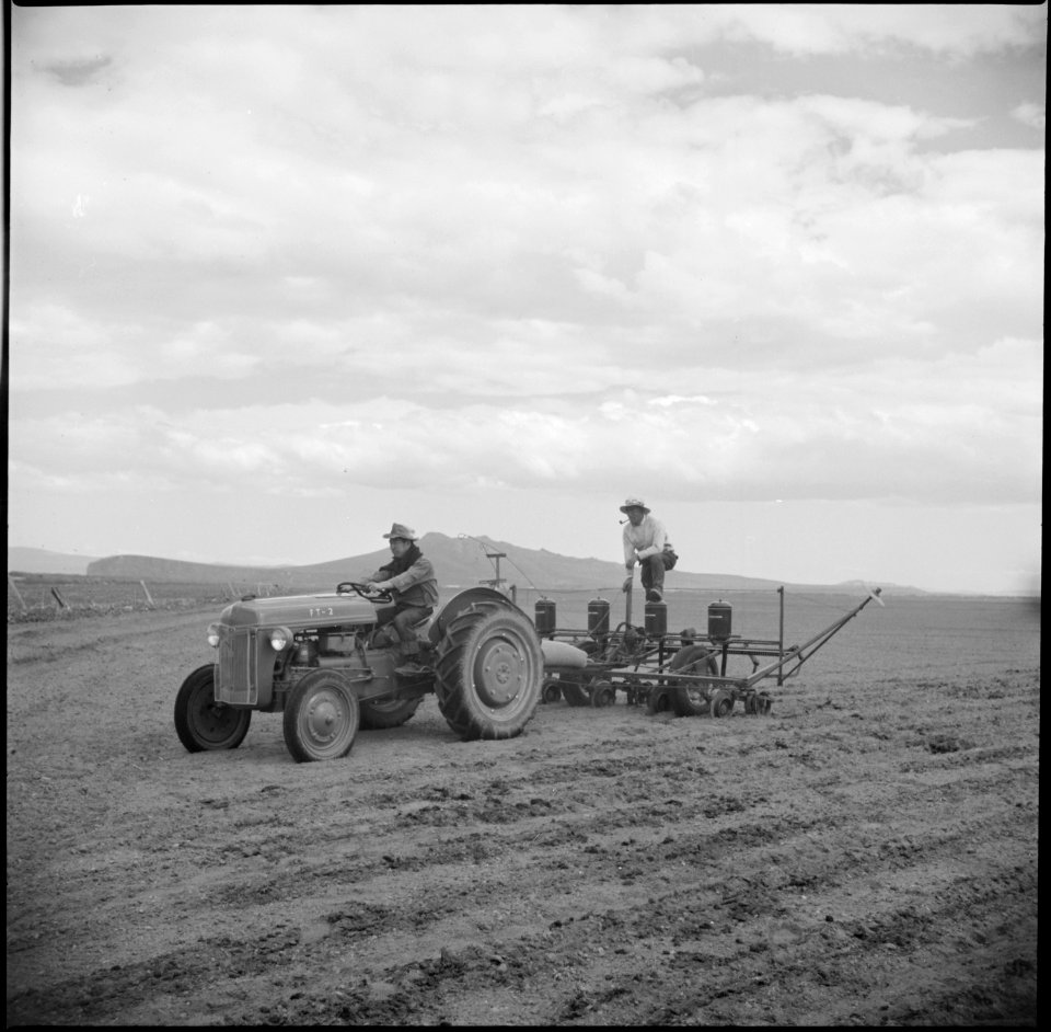 Tule Lake Relocation Center, Newell, California. Evacuee crew is shown operating a pea drill on the . . . - NARA - 538256