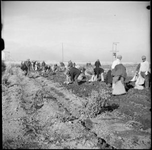 Tule Lake Relocation Center, Newell, California. Evacuee farmers at this relocation center filling . . . - NARA - 536483