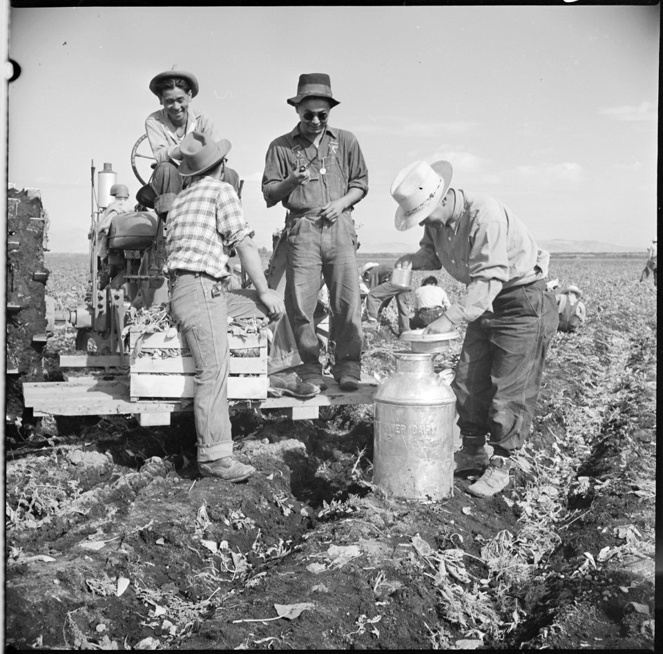 Tule Lake Relocation Center, Newell, California. Evacuee spinach harvesters take time out from thei . . . - NARA - 538321