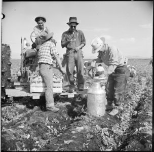 Tule Lake Relocation Center, Newell, California. Evacuee spinach harvesters take time out from thei . . . - NARA - 538321