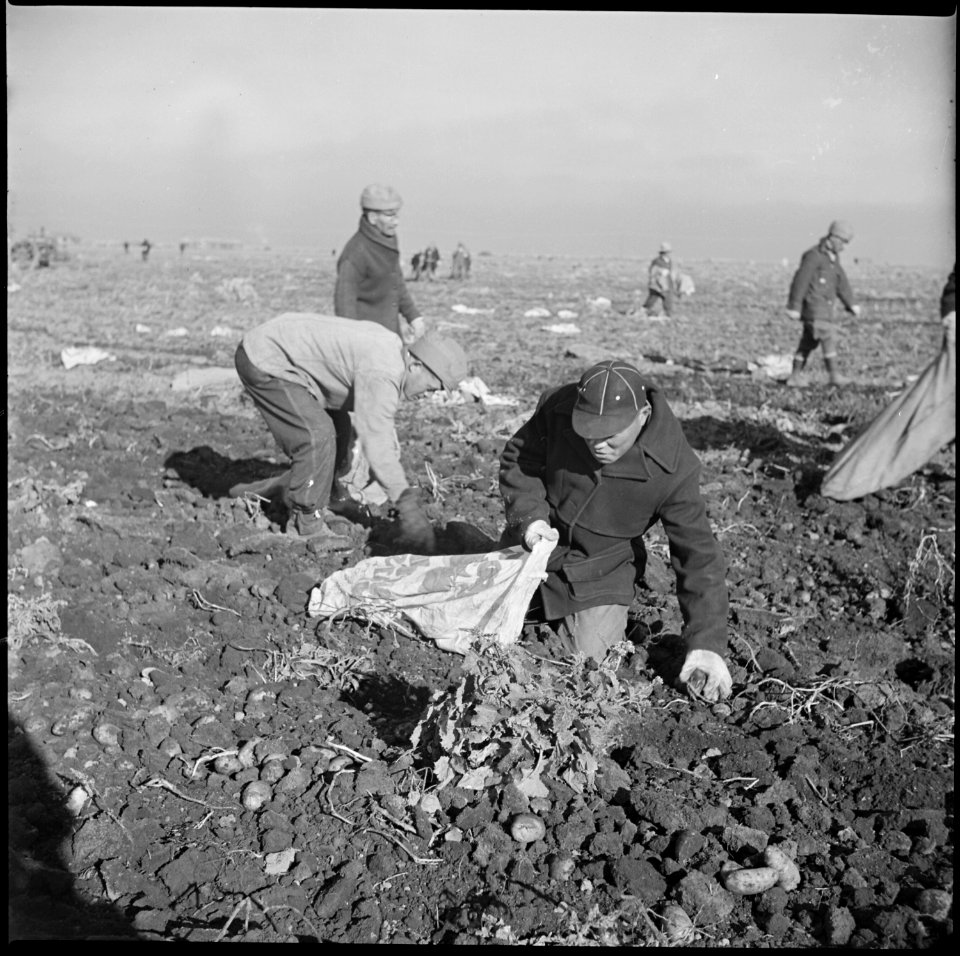 Tule Lake Relocation Center, Newell, California. Evacuee farmers filling sacks with newly dug potat . . . - NARA - 536485