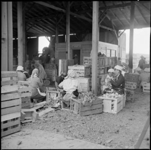 Tule Lake Relocation Center, Newell, California. Evacuee workers in the packing shed, sorting and p . . . - NARA - 538363