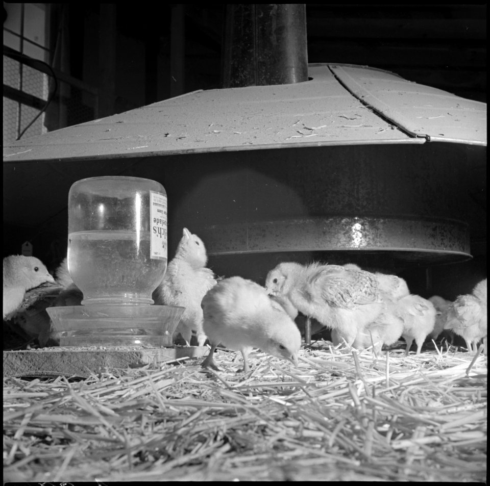 Tule Lake Relocation Center, Newell, California. Eighteen day old chicks which were grown at the p . . . - NARA - 536747