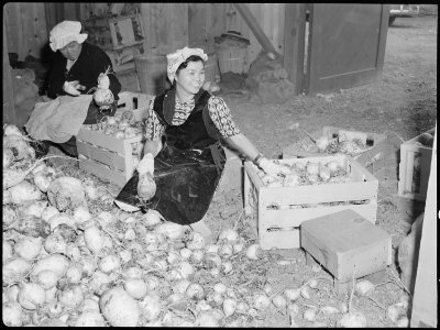 Tule Lake Relocation Center, Newell, California. Evacuee workers in the packing shed, sorting and p . . . - NARA - 538369