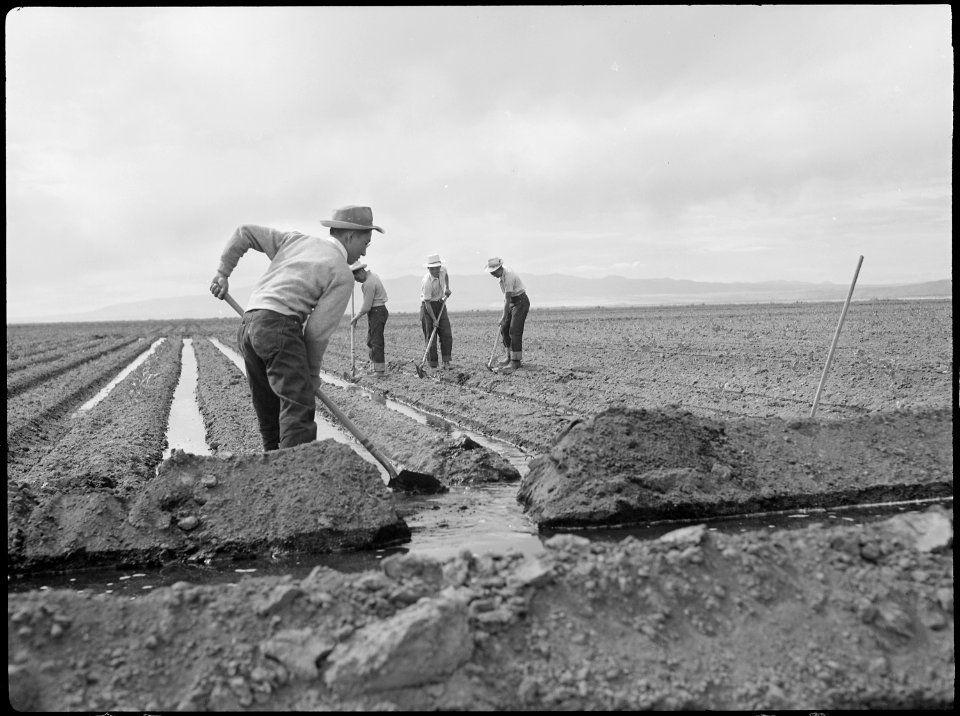 Tule Lake Relocation Center, Newell, California. Evacuee farm hands irrigate the crops at the farm . . . - NARA - 538389