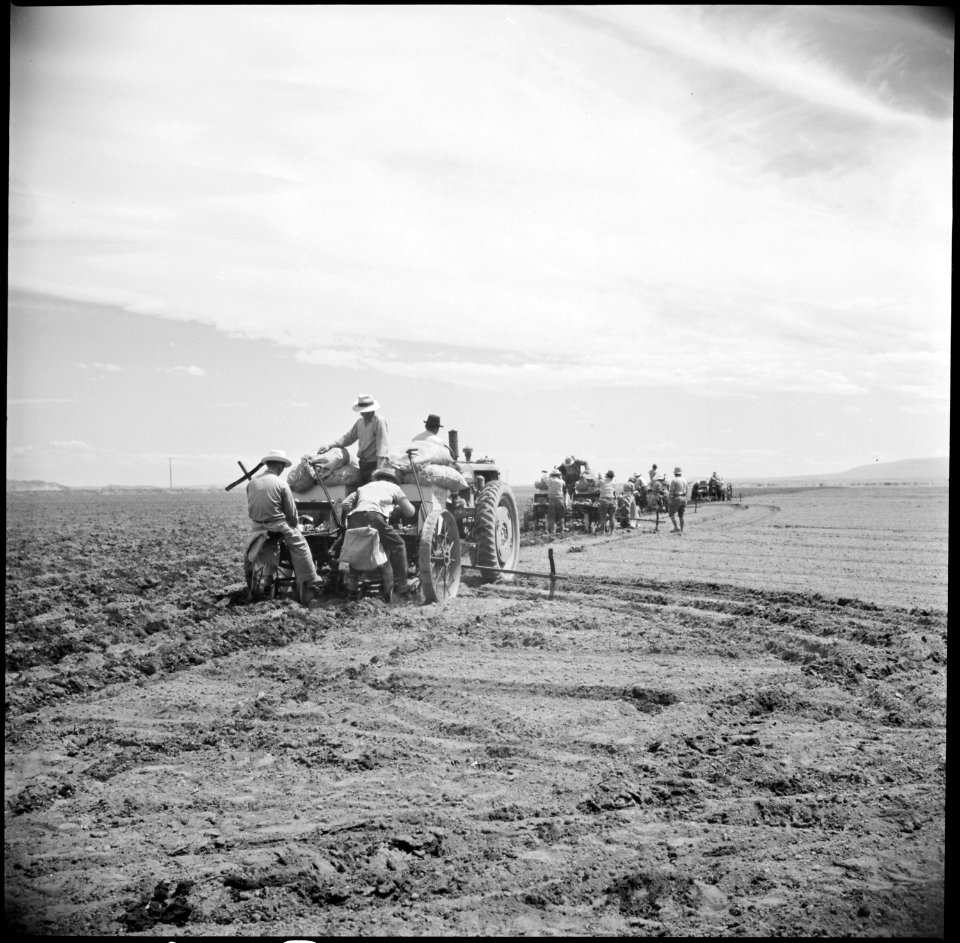 Tule Lake Relocation Center, Newell, California. Four crews of potato planters drop seed potatoes i . . . - NARA - 538259