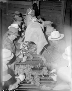 Tule Lake Relocation Center, Newell, California. Evacuee-farmers sorting seed potatoes in the seed . . . - NARA - 538220