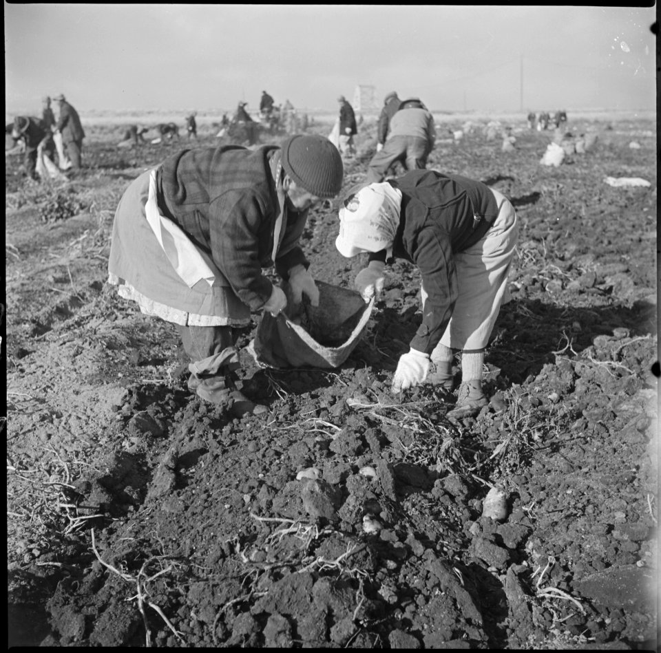 Tule Lake Relocation Center, Newell, California. Evacuee farmers filling sacks with newly dug potat . . . - NARA - 536480