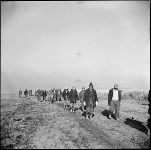 Tule Lake Relocation Center, Newell, California. Evacuee farmers on their way to the fields at this . . . - NARA - 536487