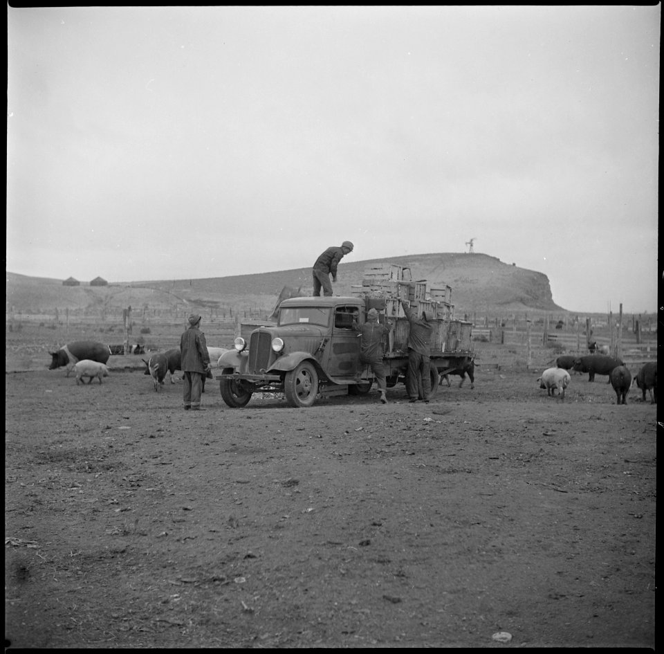 Tule Lake Relocation Center, Newell, California. Evacuees unloading a truck load of garbage at the . . . - NARA - 536380