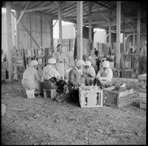 Tule Lake Relocation Center, Newell, California. Evacuee workers in the packing shed, sorting and p . . . - NARA - 538362