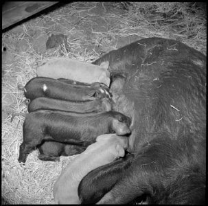 Tule Lake Relocation Center, Newell, California. Great care is given the baby pigs at the hog farm . . . - NARA - 536910