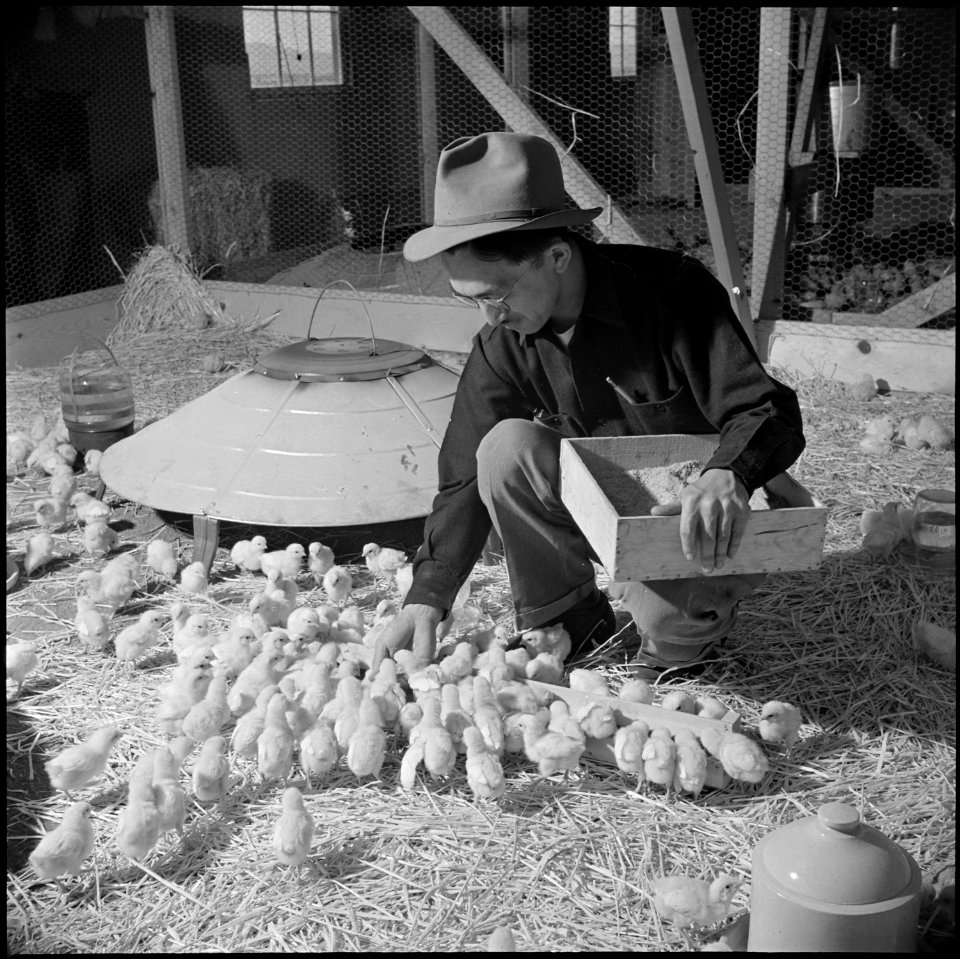 Tule Lake Relocation Center, Newell, California. Harry Makino, manager of the Tule Lake Poultry far . . . - NARA - 537136