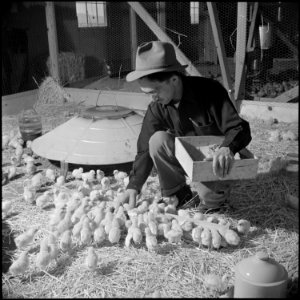 Tule Lake Relocation Center, Newell, California. Harry Makino, manager of the Tule Lake Poultry far . . . - NARA - 537136