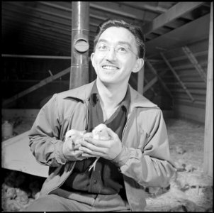 Tule Lake Relocation Center, Newell, California. Harry Makino, general manager of the poultry farm . . . - NARA - 536746 photo