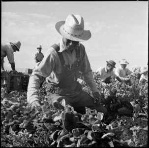 Tule Lake Relocation Center, Newell, California. Harvesting spinach on the farm at this relocation . . . - NARA - 538310