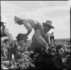 Tule Lake Relocation Center, Newell, California. Harvesting spinach. - NARA - 538309