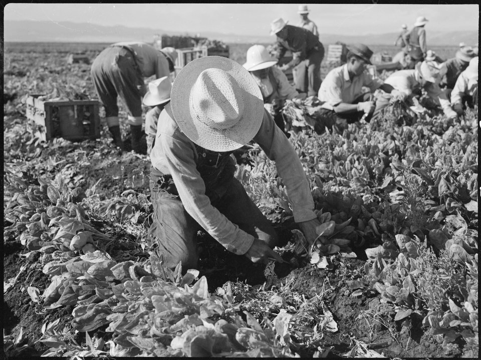 Tule Lake Relocation Center, Newell, California. Harvesting spinach. - NARA - 538375