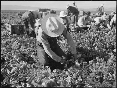 Tule Lake Relocation Center, Newell, California. Harvesting spinach. - NARA - 538375