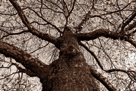 Bark branch bare tree photo