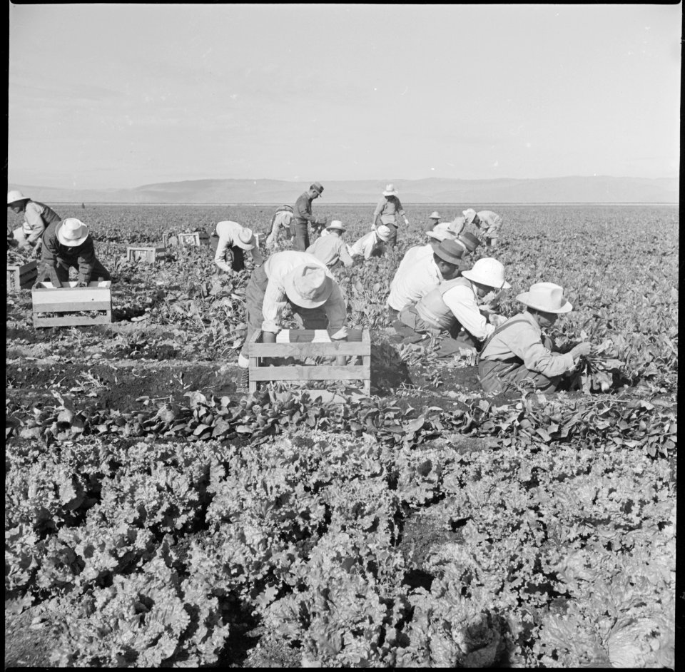 Tule Lake Relocation Center, Newell, California. Harvesting spinach. - NARA - 538358