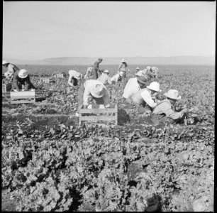Tule Lake Relocation Center, Newell, California. Harvesting spinach. - NARA - 538358
