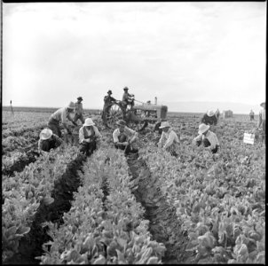Tule Lake Relocation Center, Newell, California. Harvesting spinach. - NARA - 538303