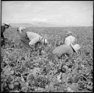Tule Lake Relocation Center, Newell, California. Harvesting trunips. - NARA - 538318