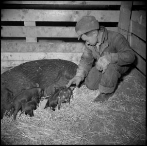 Tule Lake Relocation Center, Newell, California. Great care is given the baby pigs at the hog farm . . . - NARA - 536909