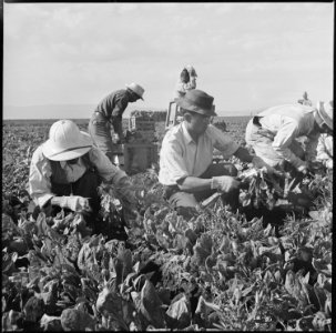 Tule Lake Relocation Center, Newell, California. Harvesting spinach. - NARA - 538311