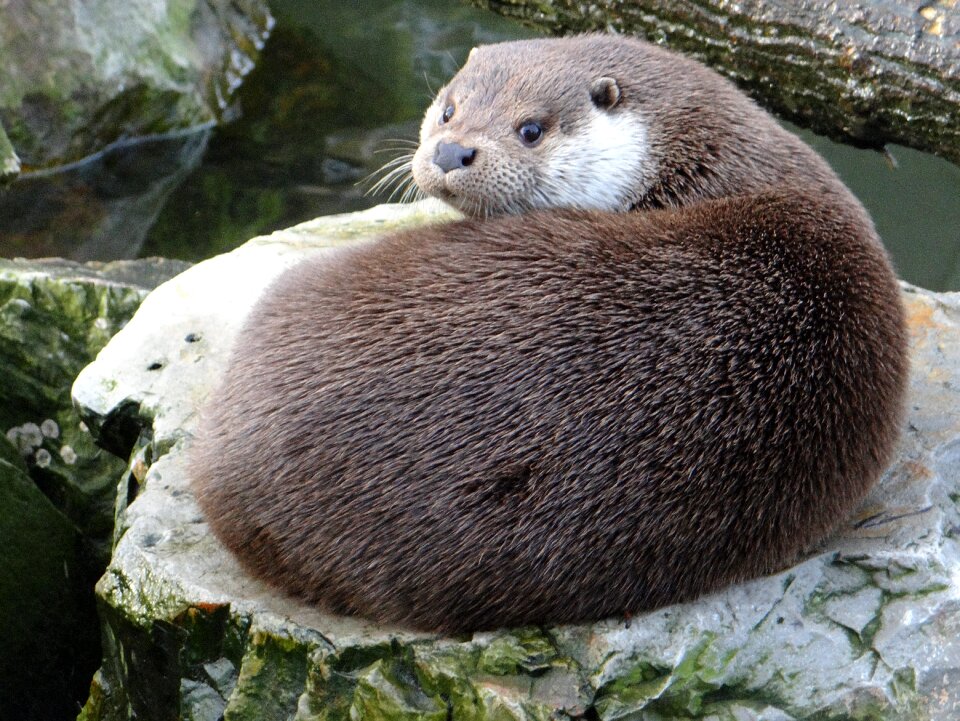 Animal nature water