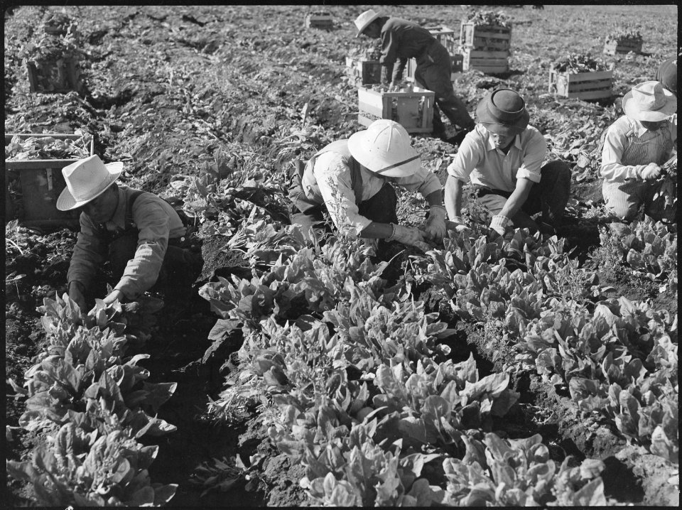 Tule Lake Relocation Center, Newell, California. Harvesting spinach. - NARA - 538384
