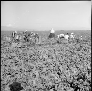 Tule Lake Relocation Center, Newell, California. Harvesting spinach. - NARA - 538359