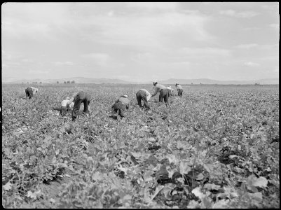 Tule Lake Relocation Center, Newell, California. Harvesting turnips. - NARA - 538376