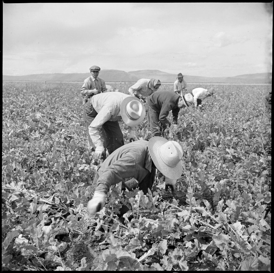 Tule Lake Relocation Center, Newell, California. Harvesting turnips. - NARA - 538306