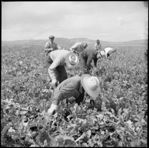 Tule Lake Relocation Center, Newell, California. Harvesting turnips. - NARA - 538306