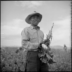 Tule Lake Relocation Center, Newell, California. Harvesting trunips. - NARA - 538317 photo