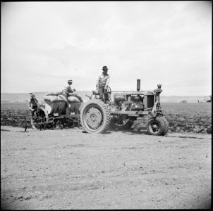 Tule Lake Relocation Center, Newell, California. A crew of evacuee-farmers planting potatoes with a . . . - NARA - 538261