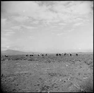 Tule Lake Relocation Center, Newell, California. Harvesting turnips. - NARA - 538352
