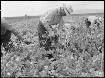 Tule Lake Relocation Center, Newell, California. Harvesting turnips. - NARA - 538386