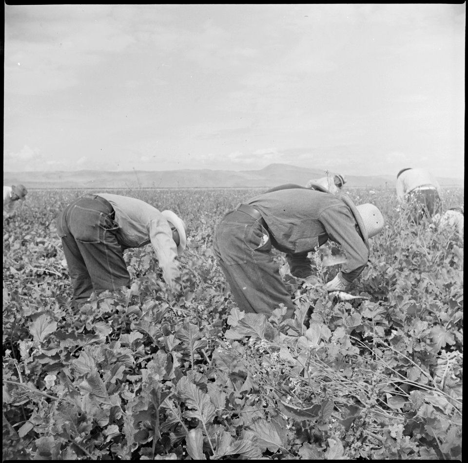 Tule Lake Relocation Center, Newell, California. Harvesting turnips. - NARA - 538308