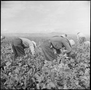 Tule Lake Relocation Center, Newell, California. Harvesting turnips. - NARA - 538308