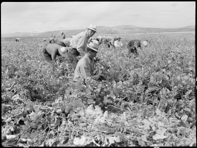 Tule Lake Relocation Center, Newell, California. Harvesting turnips. - NARA - 538382