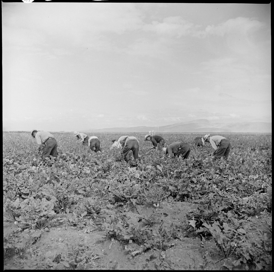 Tule Lake Relocation Center, Newell, California. Harvesting turnips. - NARA - 538357