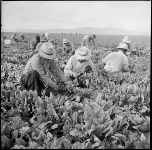 Tule Lake Relocation Center, Newell, California. Harvesting spinach. - NARA - 538307